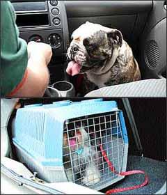 Cachorro solto dentro do carro não é a forma correta de transportar o animal, que deve ser colocado dentro de caixa apropriada e esta acondicionada no porta-malas (Marlos Ney Vidal/EM/D. A Press - 21/9/06) Cachorro solto dentro do carro não é a forma correta de transportar o animal, que deve ser colocado dentro de caixa apropriada e esta acondicionada no porta-malas (Marlos Ney Vidal/EM/D. A Press - 21/9/06)