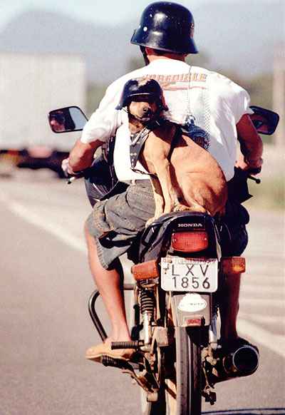 O melhor amigo dos humanos usa capacete igual ao do dono e viaja tranquilamente preso pela coleira na garupa da moto (Daniel Conzi/Diário Catarinenese - 30/5/06) O melhor amigo dos humanos usa capacete igual ao do dono e viaja tranquilamente preso pela coleira na garupa da moto (Daniel Conzi/Diário Catarinenese - 30/5/06)