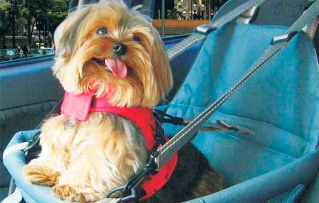 Assento para animal menor é fixado no cinto e no apoio de cabeça (Pet Love/Divulgação) Assento para animal menor é fixado no cinto e no apoio de cabeça (Pet Love/Divulgação)